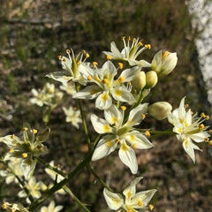 Toxicoscordion fremontii