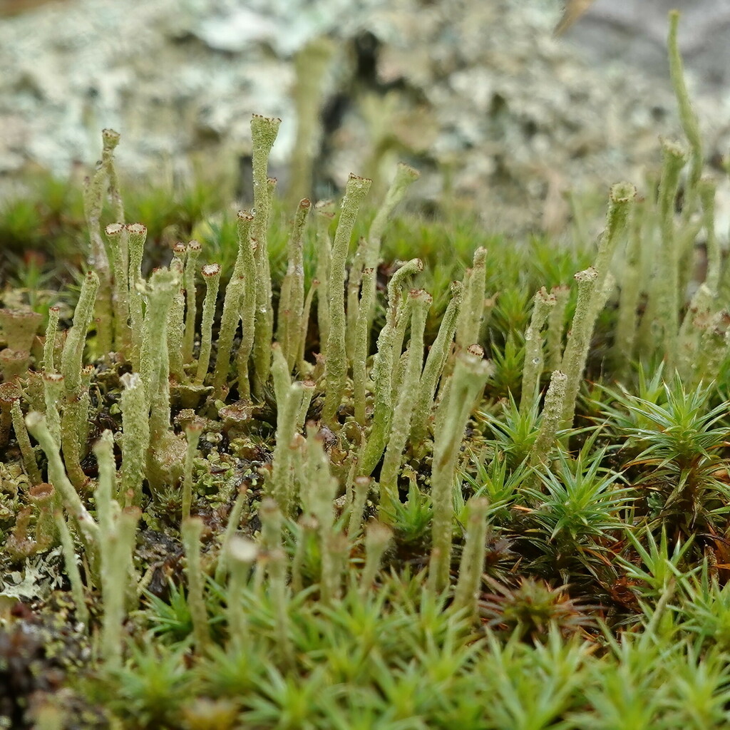 Wand Lichen