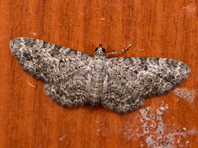 Eupithecia semigraphata
