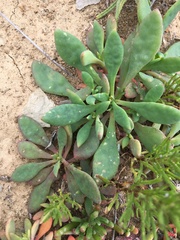 Cistanthe maritima