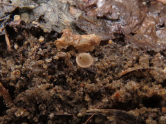 Ciboria coryli