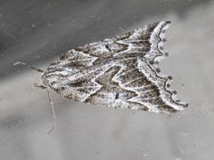 Plataea californiaria