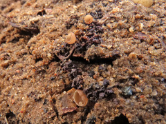 Ciboria coryli