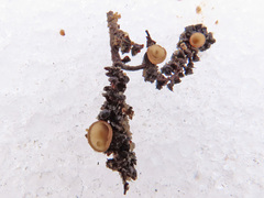 Ciboria coryli