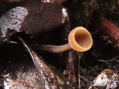 Ciboria amentacea