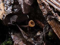 Ciboria amentacea