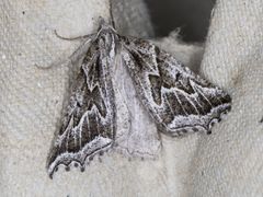 Plataea californiaria