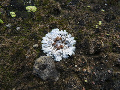 Squamarina lentigera