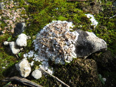 Squamarina lentigera