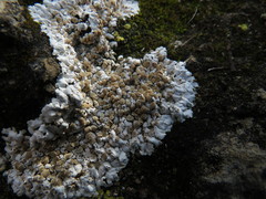 Squamarina lentigera