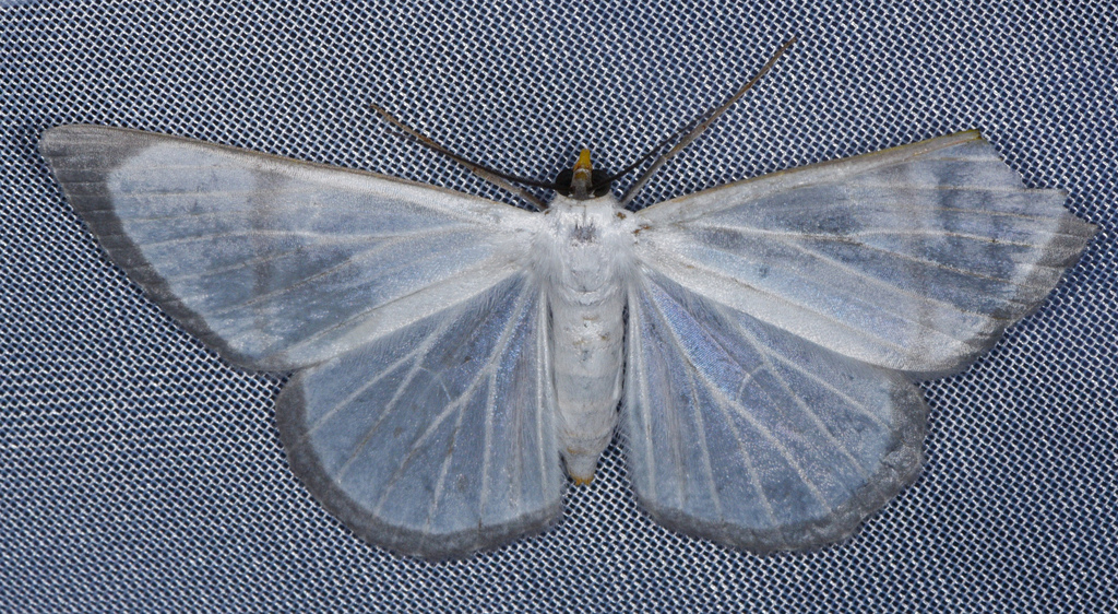 Perigramma albivena