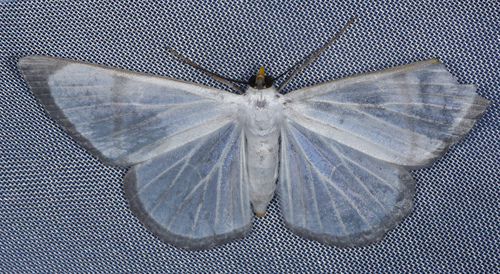 Perigramma albivena