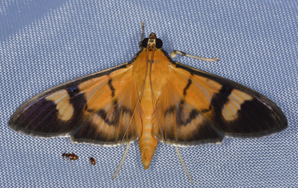 Phostria dohrni