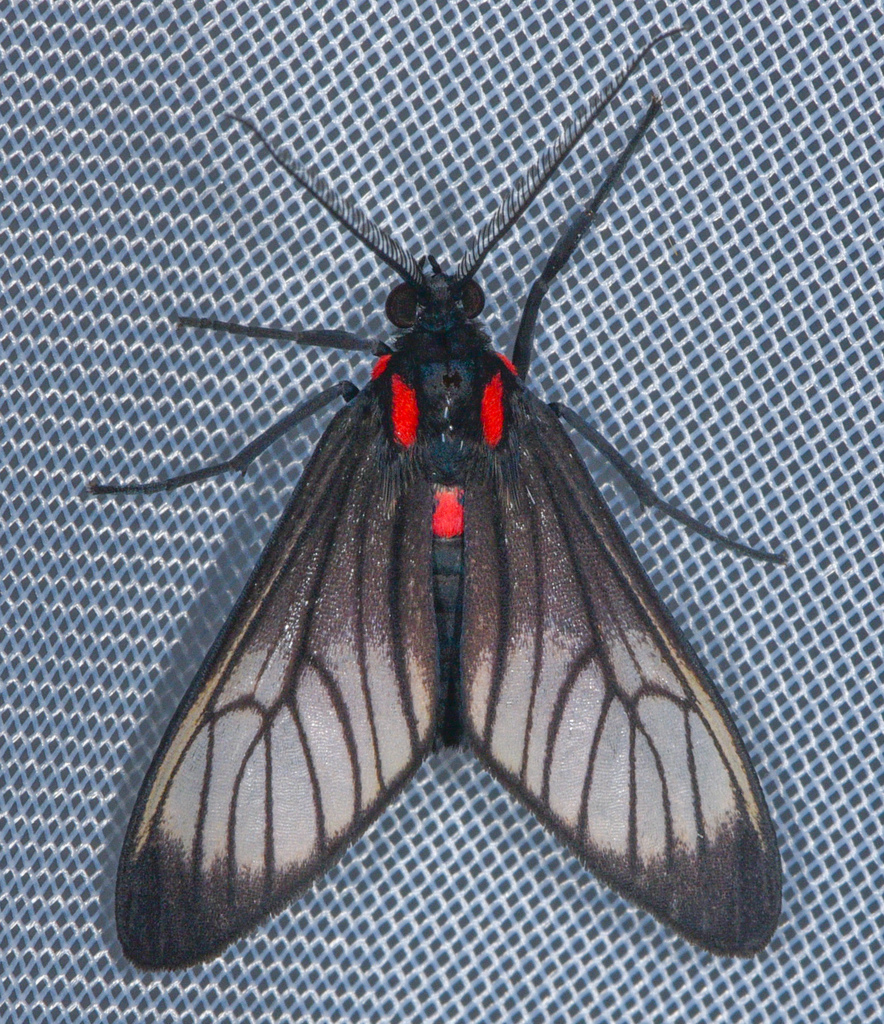 Hyperphara clusia