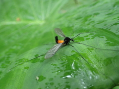 Tipula holoserica