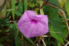 Ipomoea setifera