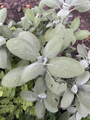 Salvia officinalis iNat (3)