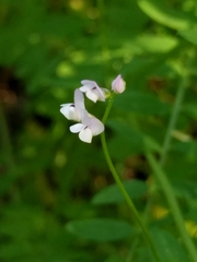 Vicia disperma