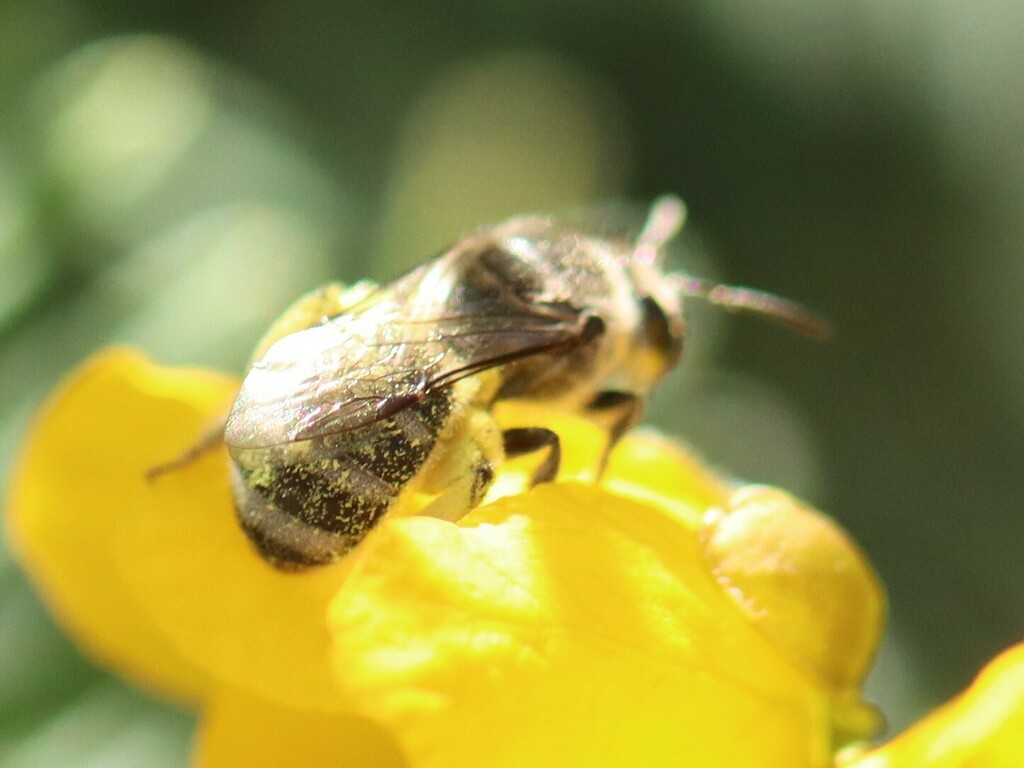 Woolly Sweat Bee in August 2023 by Nature_Lover. Location: Lower Blue ...