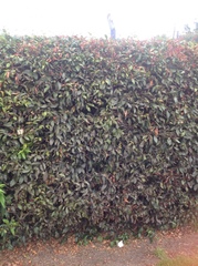 Syzygium paniculatum