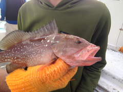 Epinephelus morio