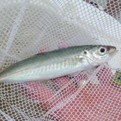 Decapterus punctatus