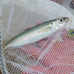 Decapterus punctatus