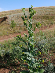 Bupleurum rotundifolium