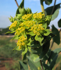 Bupleurum rotundifolium