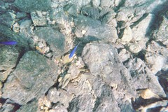 Stegastes rectifraenum