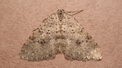 Colostygia multistrigaria