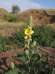 Verbascum ovalifolium