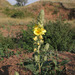 Verbascum ovalifolium - Photo (c) Sergey Mayorov,  זכויות יוצרים חלקיות (CC BY-NC), uploaded by Sergey Mayorov