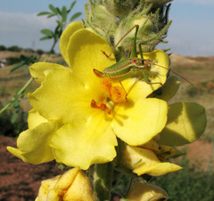 Verbascum ovalifolium