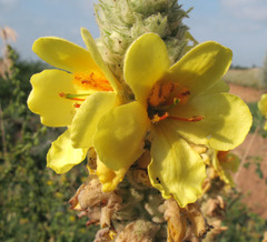Verbascum ovalifolium
