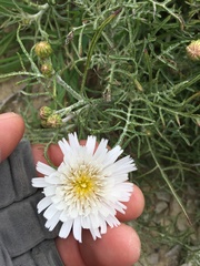 Malacothrix saxatilis implicata