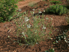 Nigella arvensis