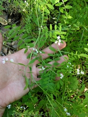 Vicia disperma