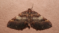 Earophila badiata