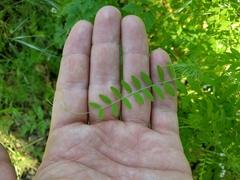Vicia disperma