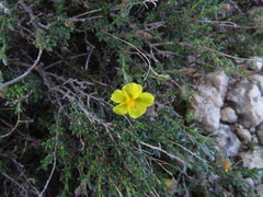 Fumana arabica