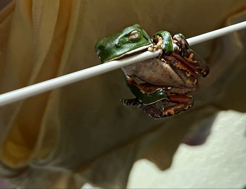 Sao Paulo Leaf Frog