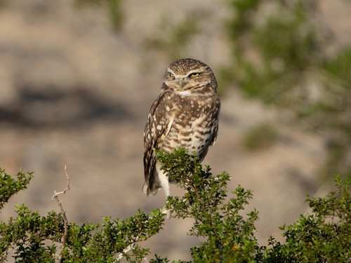 Burrowing Owl photographed in Nevada