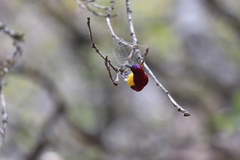 Aethopyga gouldiae