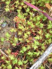 Loeflingia squarrosa