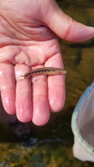 Bankhead Darter photo 2