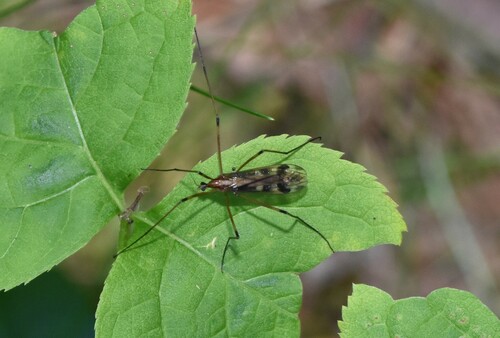 Metalimnobia hudsonica, 2023-08-27
