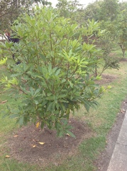 Pittosporum undulatum