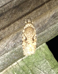 Agonopterix curvilineella