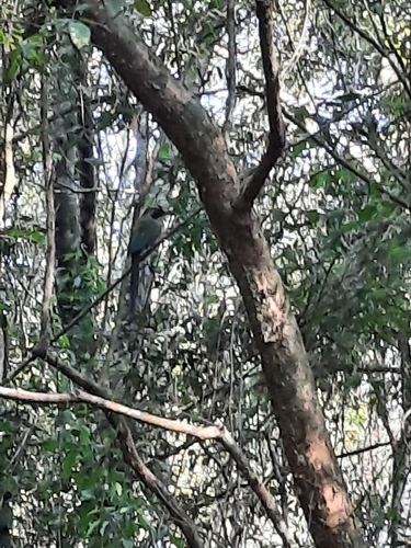 Rufous-capped Motmot
